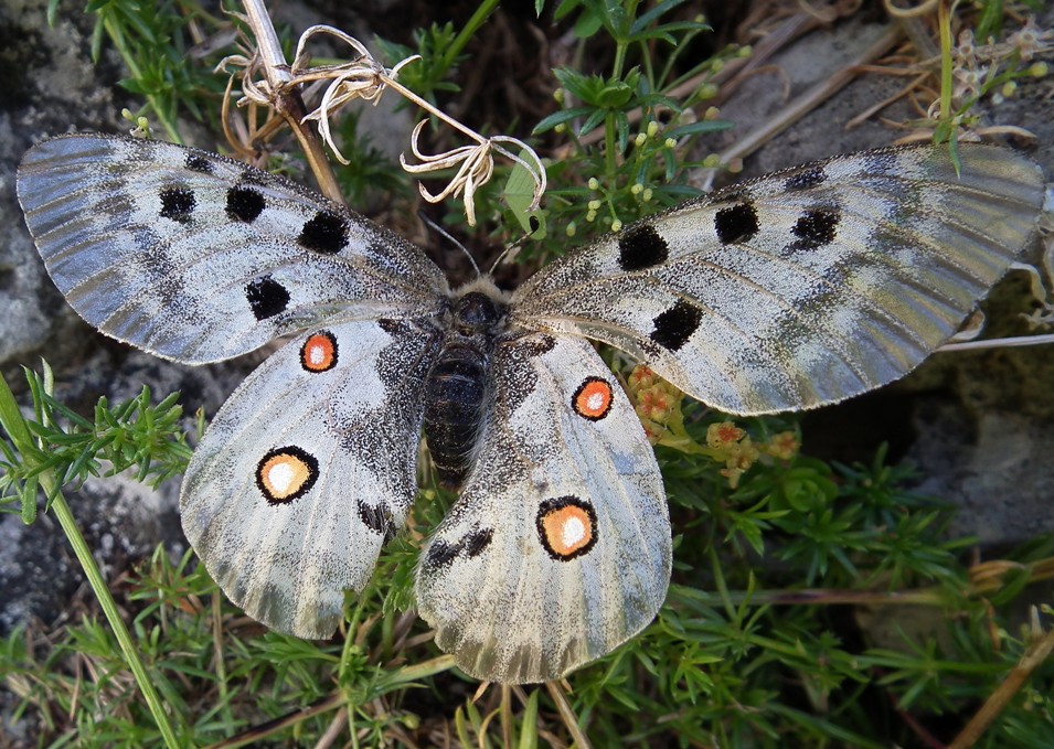 Parnassius Apollo